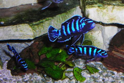 Dwarf Mbuna | African cichlid aquarium, Cichlids, African cichlids