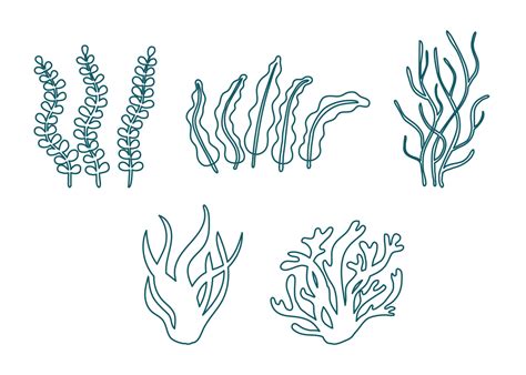 Set of different underwater sea plant, seaweed and algae contour. Edible seaweed and leaves ...