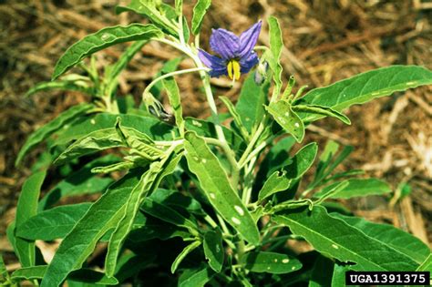 silverleaf nightshade (Solanum elaeagnifolium)