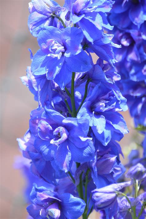 Larkspur Blue Flowers - Free photo on Pixabay - Pixabay