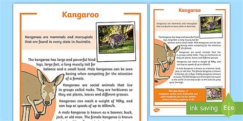 Kangaroo Fact Sheet (teacher made) - Twinkl