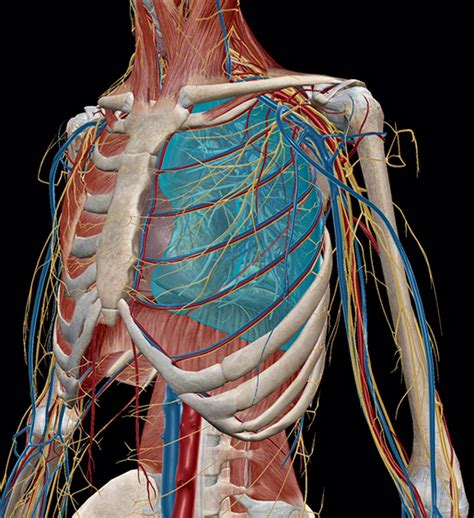 Anatomy and Physiology: The Relationships of the Respiratory System