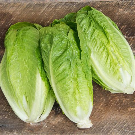 Romaine Lettuce | Gurney's Seed & Nursery Co.