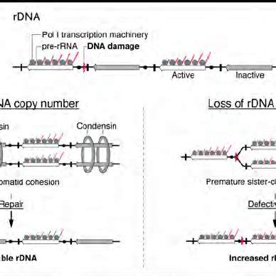 Overview of ribosome biogenesis in mammalian cells. | Download ...