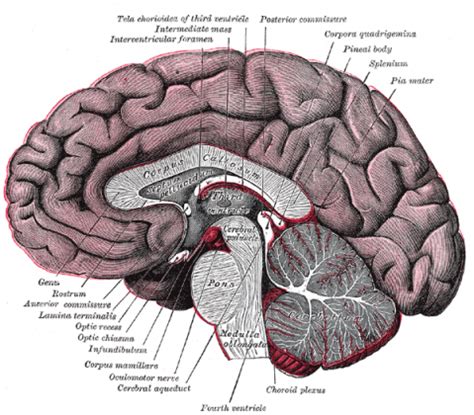 Cuerpo calloso: definición, anatomía, funciones, partes, ubicación y más