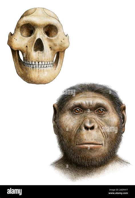 Paranthropus robustus. Artist's impression of the skull and face of the ...