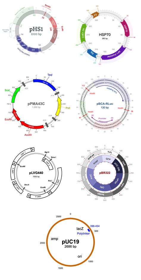 GitHub - nanoporetech/plasmid-map: Plasmid map visualisations for Metrichor reports