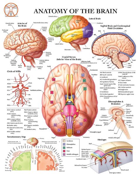 Brain Anatomy Anatomical Wall Chart Poster Anatomy of the - Etsy