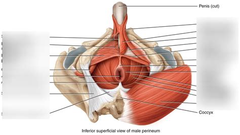 Male pelvic floor muscles Diagram | Quizlet