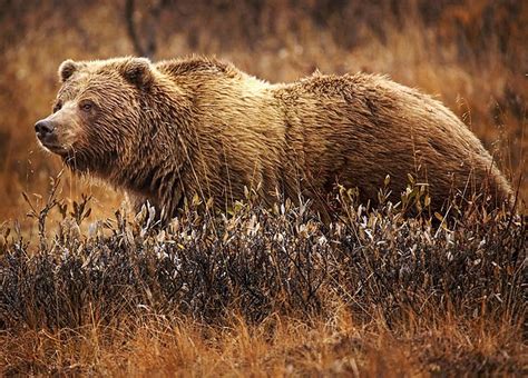 Backcountry Guide Mauled to Death by Grizzly Near Yellowstone | Nature ...