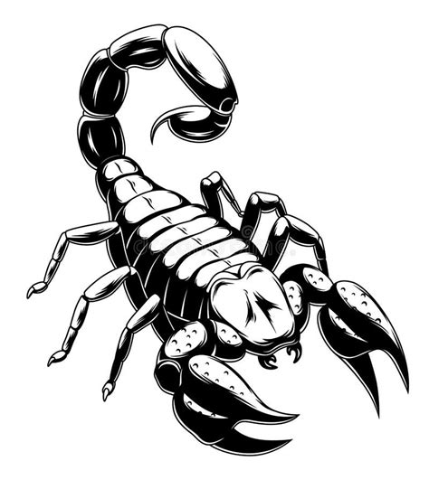 Scorpion stock vector. Illustration of animal, astrology - 81453634