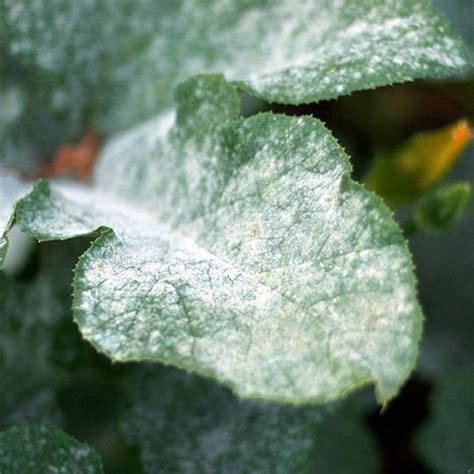 Powdery Mildew - O'Reilly Tree Experts