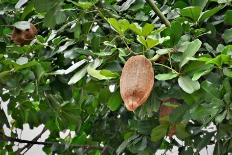 How Do Brazil Nuts Grow? Only with Nature’s Helping Hand! - Garden.eco