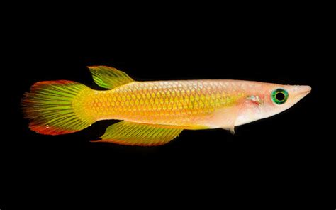 Golden Wonder Killifish - Habitat, Care, Feeding, Tank Size, Breeding ...