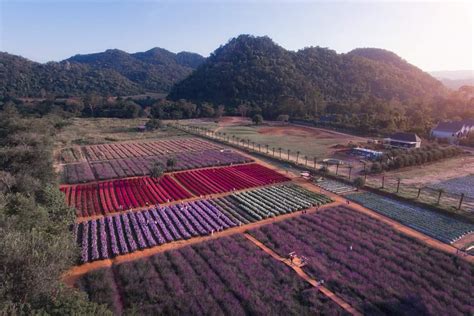 ฮอกไกโด ฟลาวเวอร์ ปาร์ค เขาใหญ่ (Hokkaido Flower Park Khaoyai) - Pet Friendly Thailand