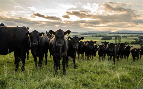 Pastoral farming for climate friendly beef - Hugh Grierson Organic