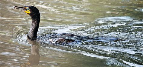 Debunking cormorant myths | Ontario Nature