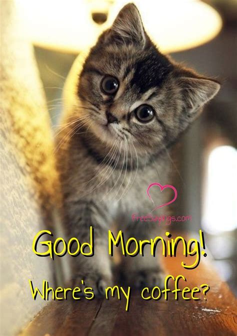 Funny Cat Good Morning - Cat Mania