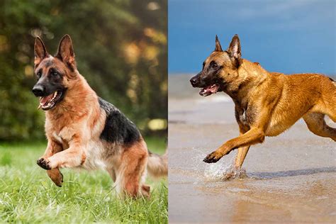 Belgian Malinois vs German Shepherd: What's The Difference? • helloBARK!