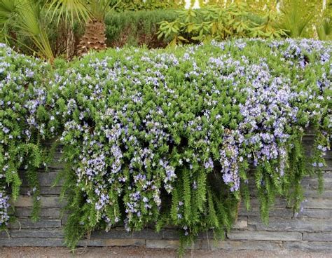 11 Stunning Cascading Plants for Retaining Walls and Hanging Baskets