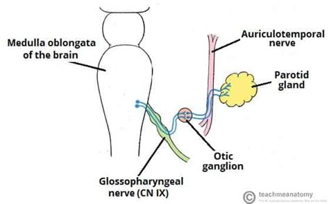 The Glossopharyngeal Nerve (CN IX) - Course - Sensory - TeachMeAnatomy