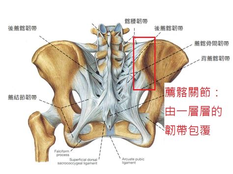 生昇診所 增生療法系列講座 — 薦髂關節病變(sacroiliac joint arthropathy)介紹