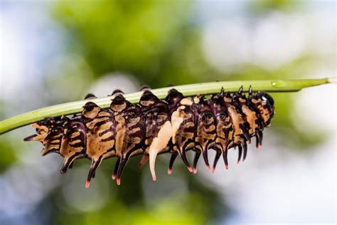 Caterpillar of Golden ( Common ) Birdwing Butterfly Stock Image - Image ...