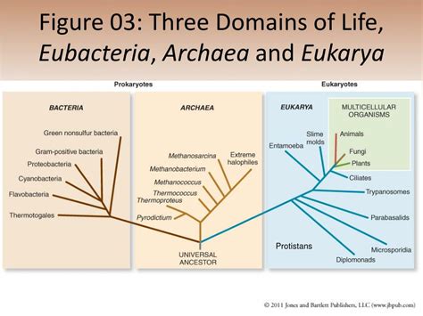 Why Is The Archaea Domain Closer To Eukarya Than Bacteria? - DOMAIN BGR