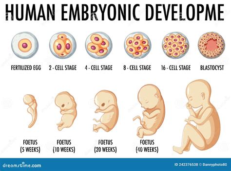 Human Embryonic Development, Or Human Embryogenesis From Zygote To Gastrula. Cartoon Vector ...