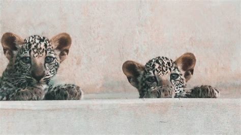 Two endangered Arabian leopard cubs born in Saudi Arabia's AlUla