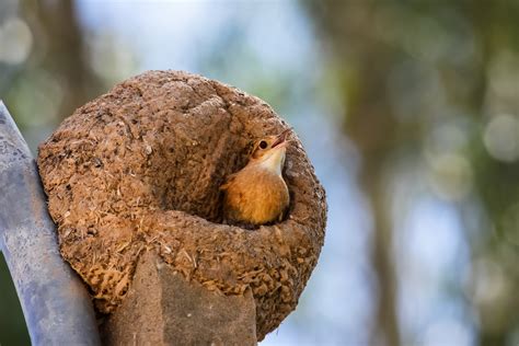 João-de-barro (Furnarius rufus) - Aves - InfoEscola