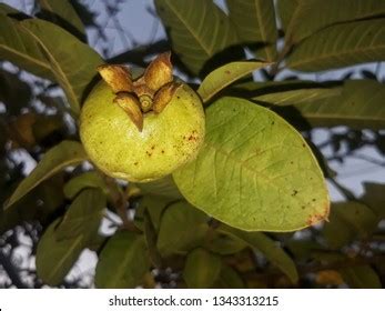 Guava Guava Tree Called Amrud India Stock Photo (Edit Now) 1343313215