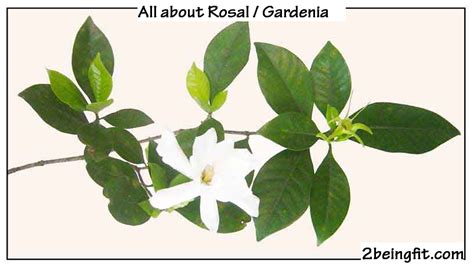 Gardenia / Rosal - proven benefits, uses - 2Being Fit