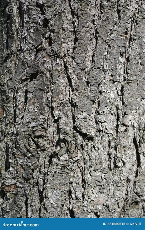 Eastern white pine stock photo. Image of eastern, bark - 221580616