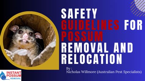 What Does Possum Poop Look Like - Instant Possum Removal