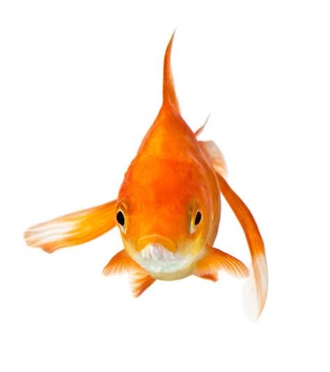 Goldfish on white - front view — Stock Photo © yoka66 #2170520