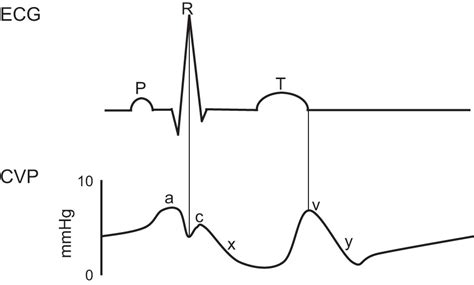 Understanding basic vein physiology and venous blood pressure through ...