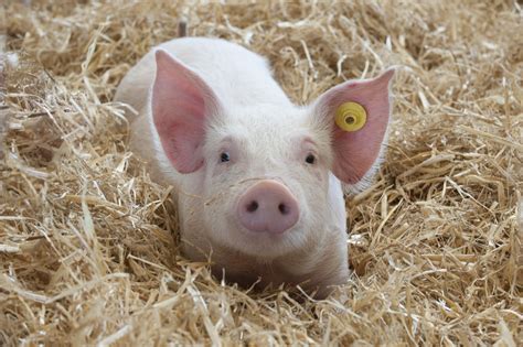 Keep pigs healthy - follow the biosecurity checklist | Agriculture and Food