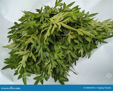 A Bunch of Green Kenikir Leaves is Healthy for the Body Stock Image - Image of bunch, kenikir ...