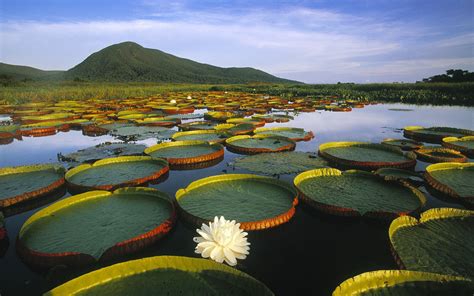 The Pantanal - World's Largest Wetland : wallpapers