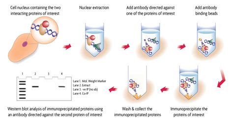 Co Ip Lysis Buffer Recipe | Dandk Organizer