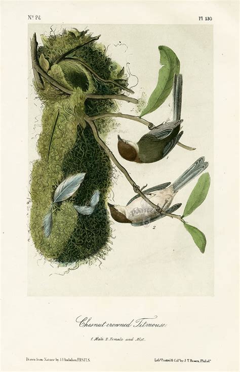 Audubon Bird Prints from Birds of America, 1st octavo edition 1840-1844