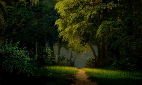 Download Path Green Artistic Forest 4k Ultra HD Wallpaper
