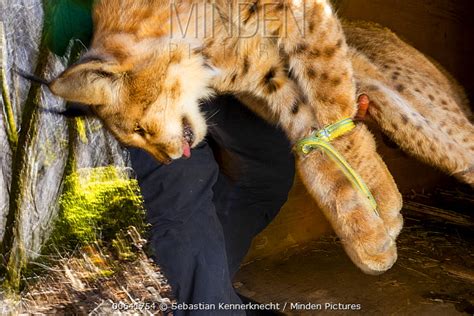 Balkan Lynx stock photo - Minden Pictures