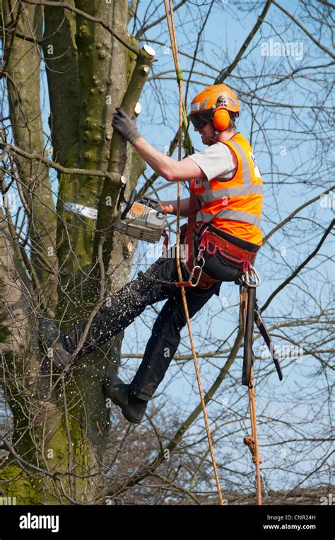 Tree pruning with a chain saw using rope access techniques. Manchester Road, Droylsden, Tameside ...