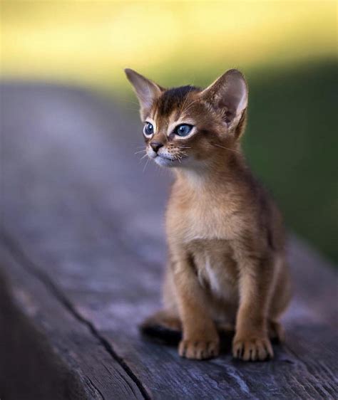 Abyssinian Kitten : r/Eyebleach