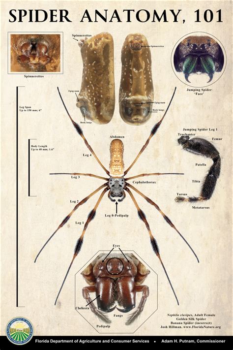 (PDF) Spider Anatomy, 101