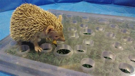 Oakland Zoo | Lesser Madagascar Hedgehog Tenrec