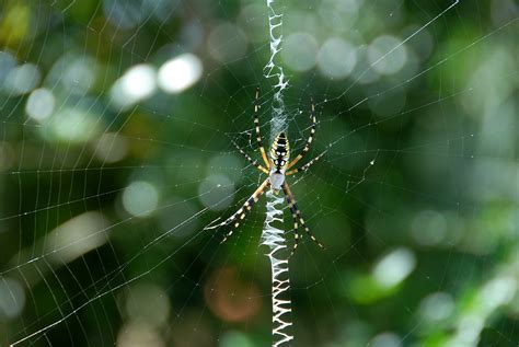 Garden Spider Yellow Black - Free photo on Pixabay