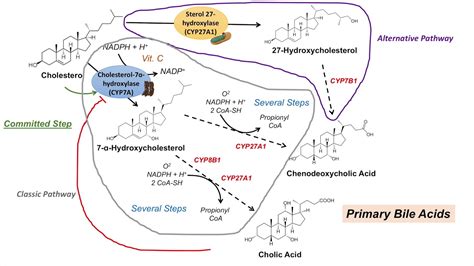 Bile Acid Synthesis | Classic and Alternative Pathways | Primary and Secondary Bile Acids - YouTube